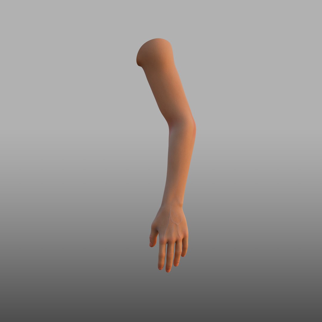 3D Hand Anatomy Model - TurboSquid 1585782