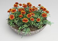 Tagetes  Marigold