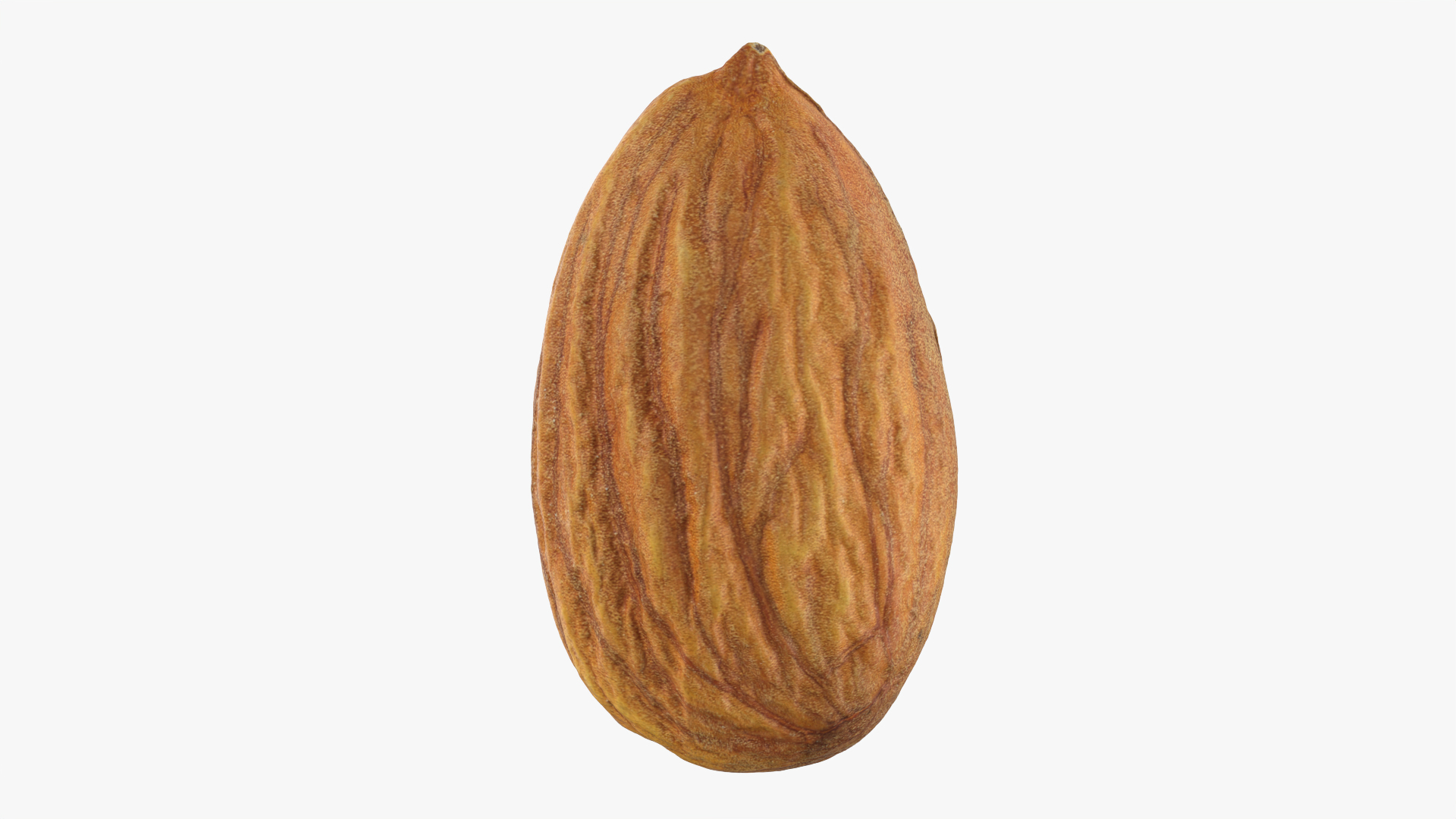 3D Almond Nut 03 https://p.turbosquid.com/ts-thumb/Ex/n7JKWO/Hl/almond03/png/1760099887/1920x1080/turn_fit_q99/2f0526ac3a0287669fef3445aa5175b22890559a/almond03-1.jpg