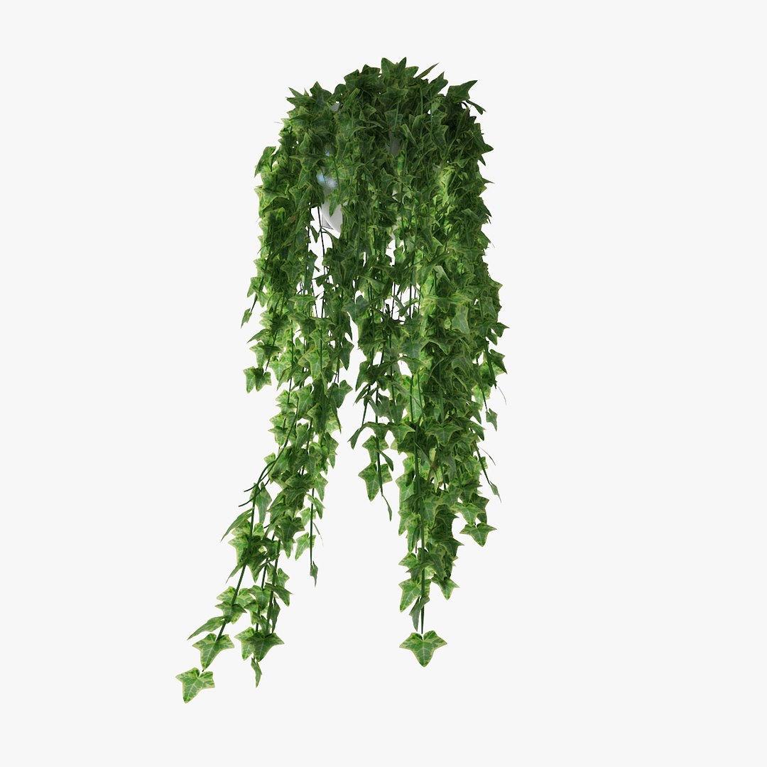 ivy pot 3D model https://p.turbosquid.com/ts-thumb/Ex/nTyvfI/LjvyetJ9/pr_06/jpg/1523024320/1920x1080/fit_q87/3e18f4d734b3dc799221fed4d7404cf43acfb96f/pr_06.jpg