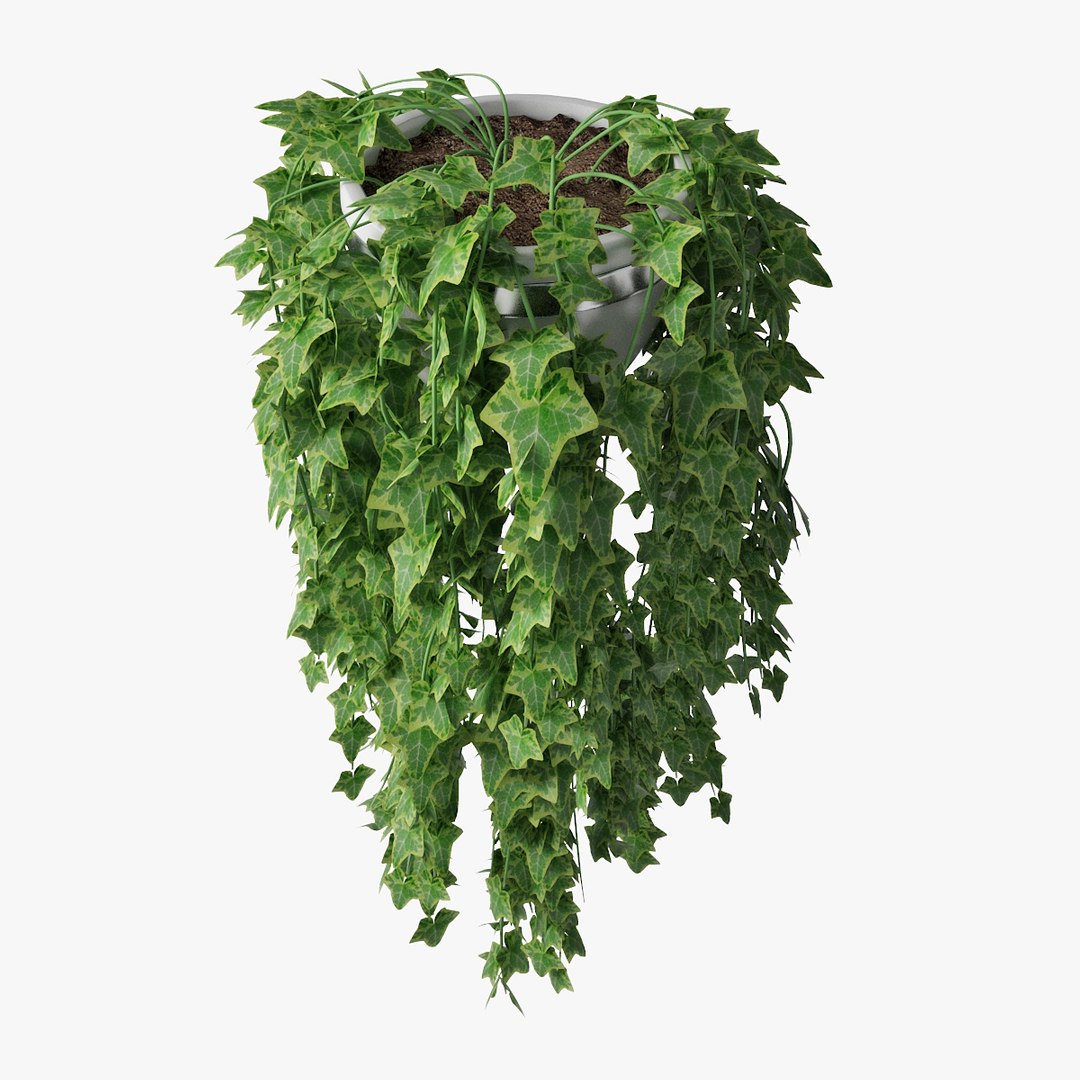 ivy pot 3D model https://p.turbosquid.com/ts-thumb/Ex/nTyvfI/bdCfwLS5/pr_02/jpg/1523024320/1920x1080/fit_q87/3e92a779300d8731b2404034a6dd79b5937987da/pr_02.jpg