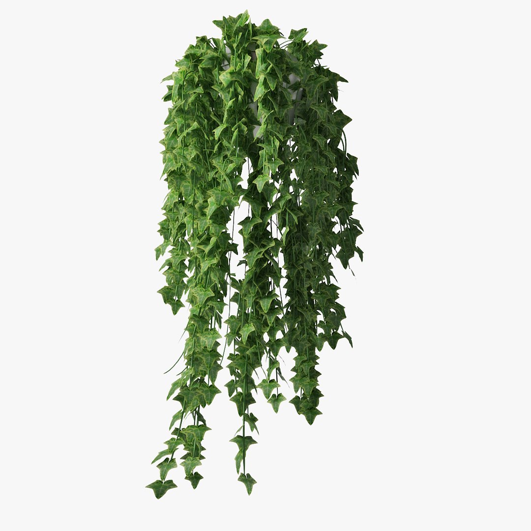 ivy pot 3D model https://p.turbosquid.com/ts-thumb/Ex/nTyvfI/hoCZK9fJ/pr_04/jpg/1523024320/1920x1080/fit_q87/71d773335b537ebfb76721033b4e51451a3f14db/pr_04.jpg