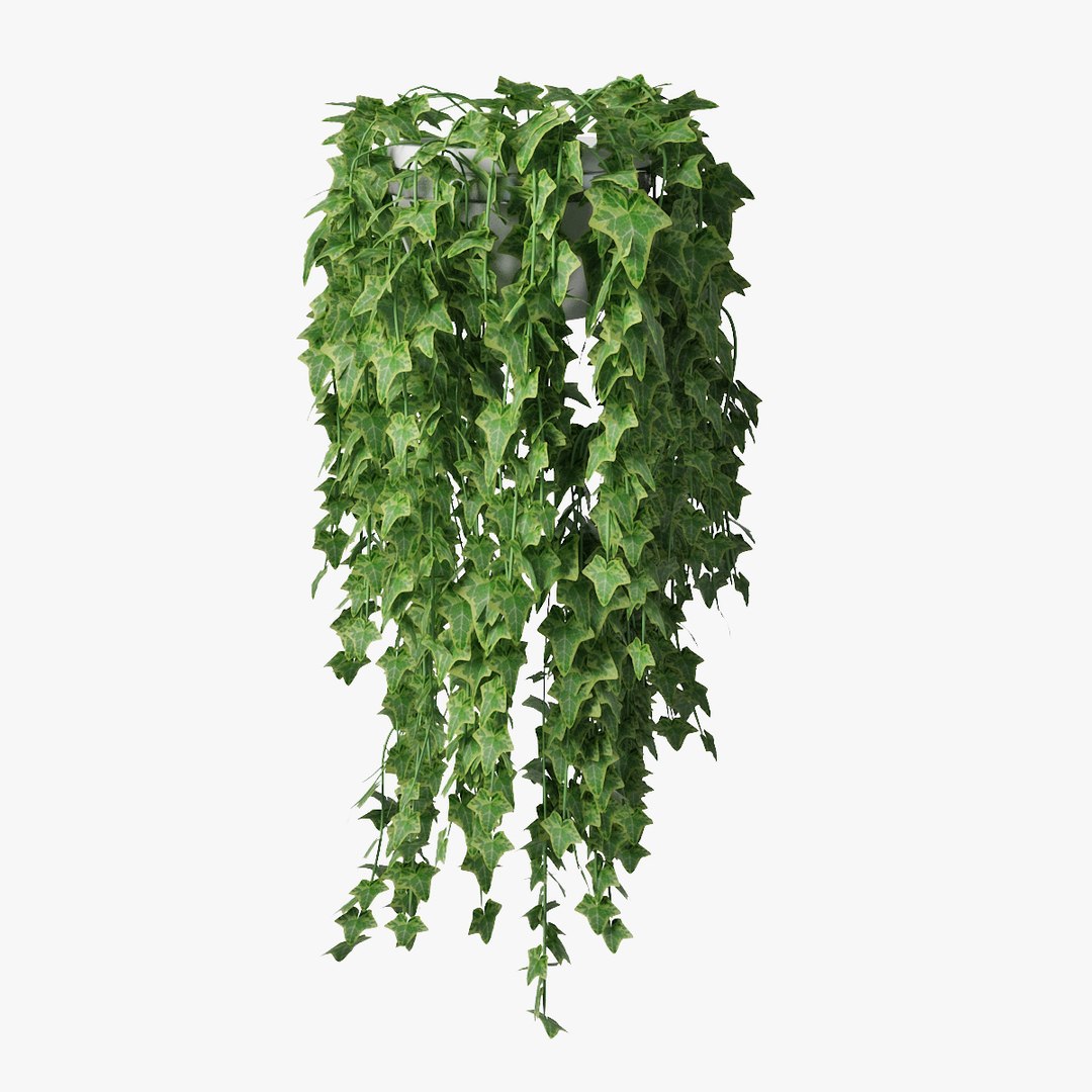 ivy pot 3D model https://p.turbosquid.com/ts-thumb/Ex/nTyvfI/rTcj0elN/pr_01/jpg/1523024320/1920x1080/fit_q87/a9c8ec2e4d398aaf117a0a869f999528c8919254/pr_01.jpg