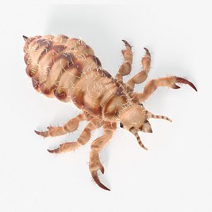 Head Louse