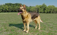 German Shepherd