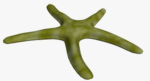 3d fish starfish