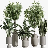 AV Indoor Plants Set 422 Ficus Binnendijkii and Zamiifolia and Green Sansevieria and ParadiseBird