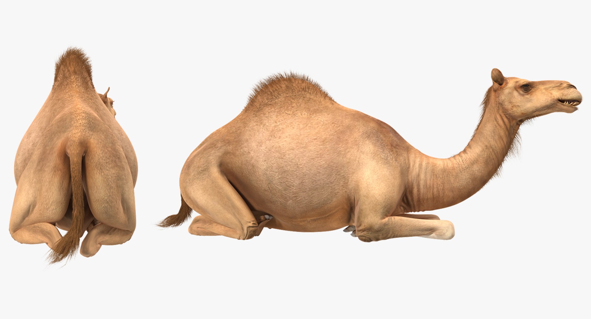 3d model camel sitting pose https://p.turbosquid.com/ts-thumb/Ey/LPy0fp/0W4WF6PX/camelsittingposemb3dmodel024/jpg/1487312079/1920x1080/fit_q87/1d68f848ab55d6d2165244f4a066949b3738c8d0/camelsittingposemb3dmodel024.jpg