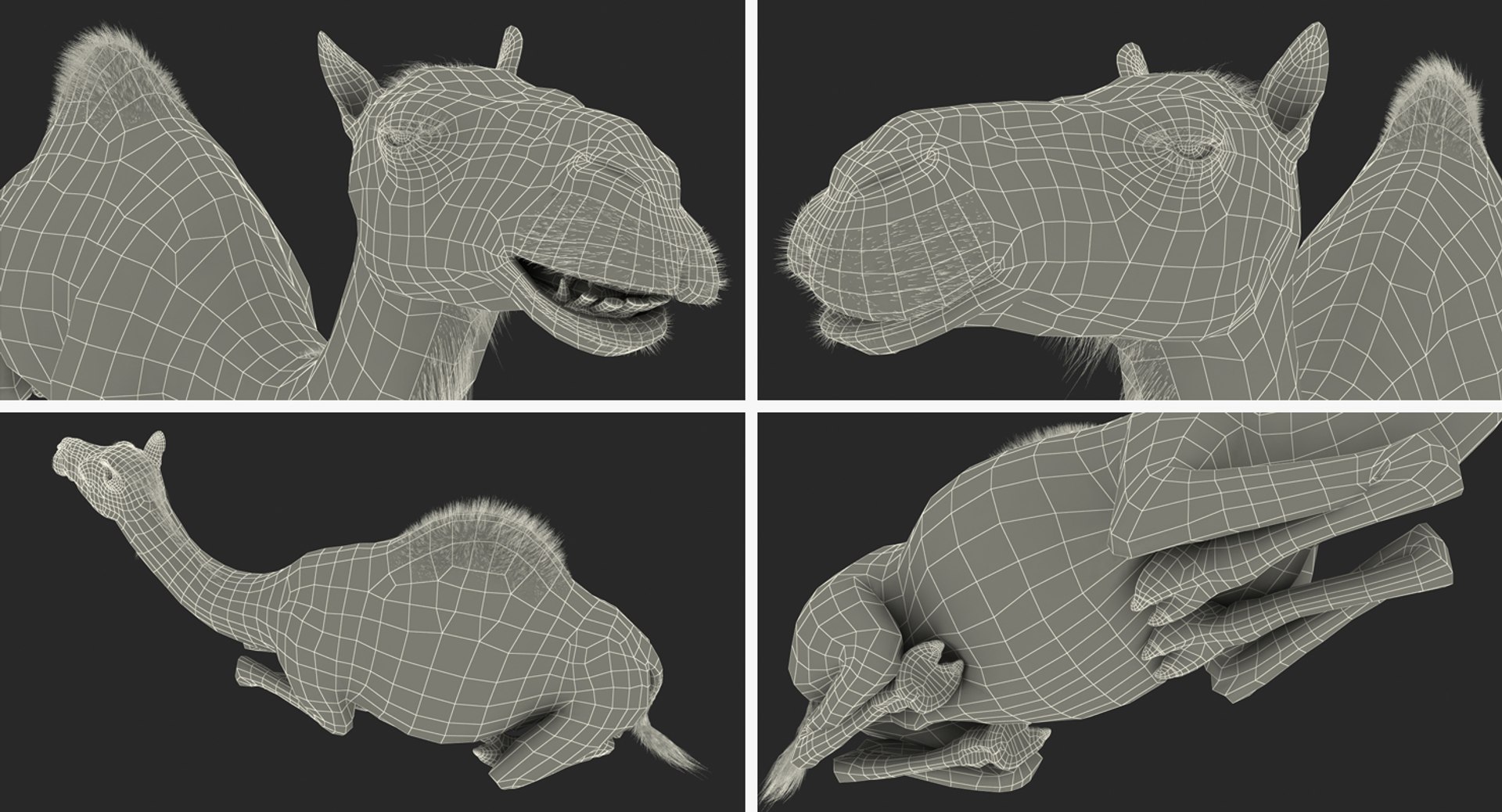 3d model camel sitting pose https://p.turbosquid.com/ts-thumb/Ey/LPy0fp/EUOJjZKc/camelsittingposemb3dmodel037/jpg/1487312083/1920x1080/fit_q87/fe43dae3e5d9fce15e1b4af6653bf354351d3cab/camelsittingposemb3dmodel037.jpg