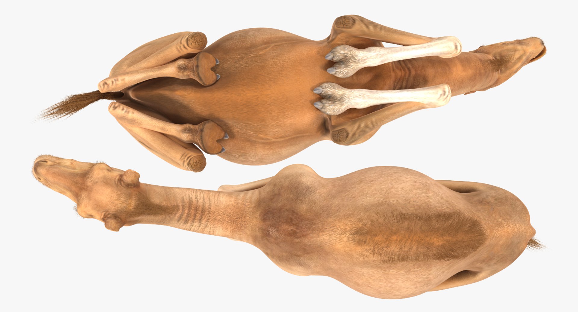3d model camel sitting pose https://p.turbosquid.com/ts-thumb/Ey/LPy0fp/Pr6iXbjm/camelsittingposemb3dmodel025/jpg/1487312079/1920x1080/fit_q87/1d384632a8876180055029af6c52c5bca05e3269/camelsittingposemb3dmodel025.jpg