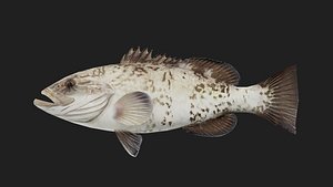 3D Bass fish model