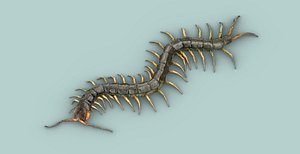 centipede 3D model