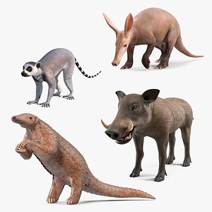 African Mammals Collection