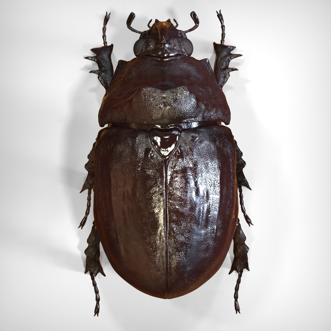 rhinoceros beetle 3d model