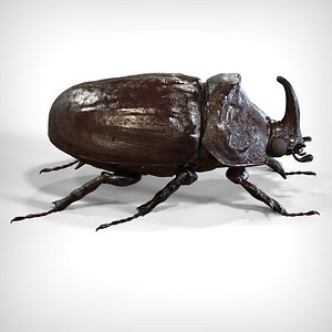 Rhinoceros Beetle1