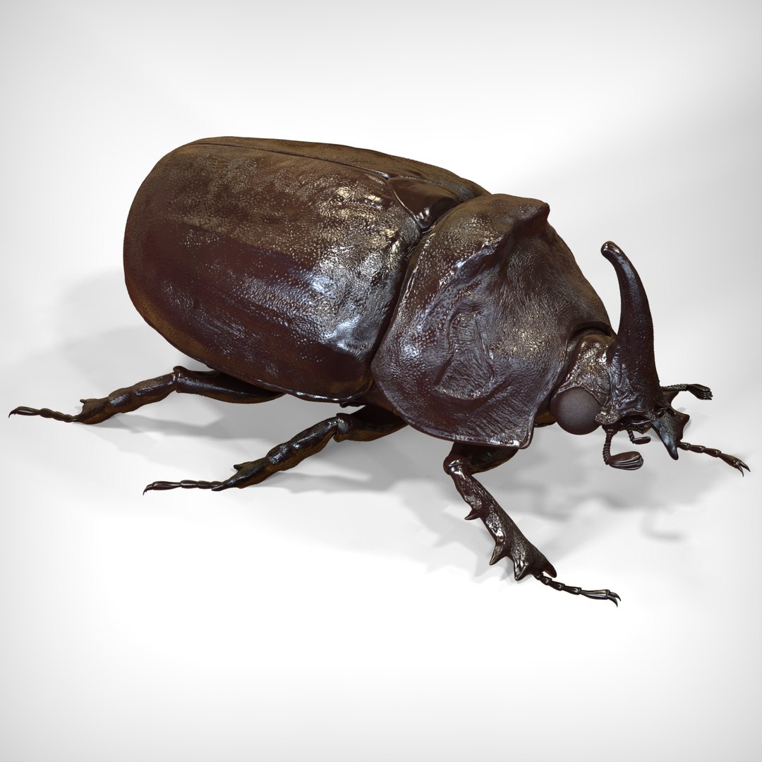 rhinoceros beetle 3d model