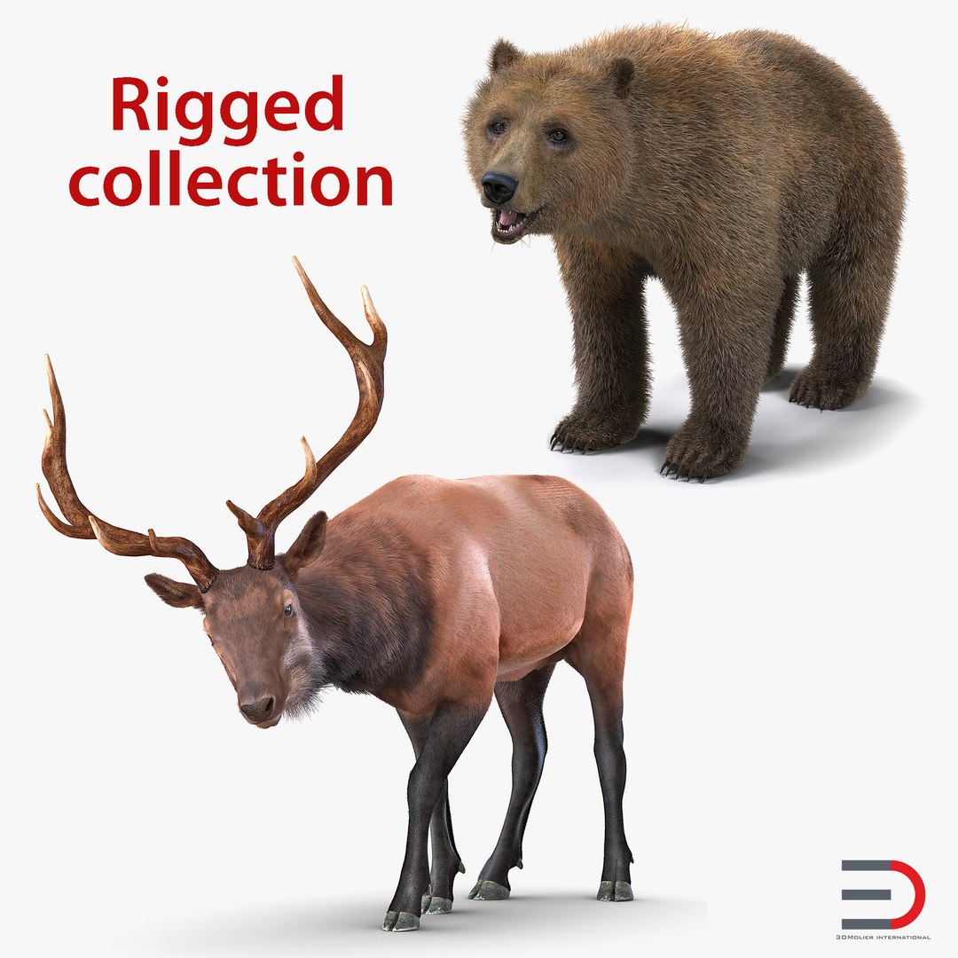 Bear and Elk Rigged 3D Models Collection 3D model preview