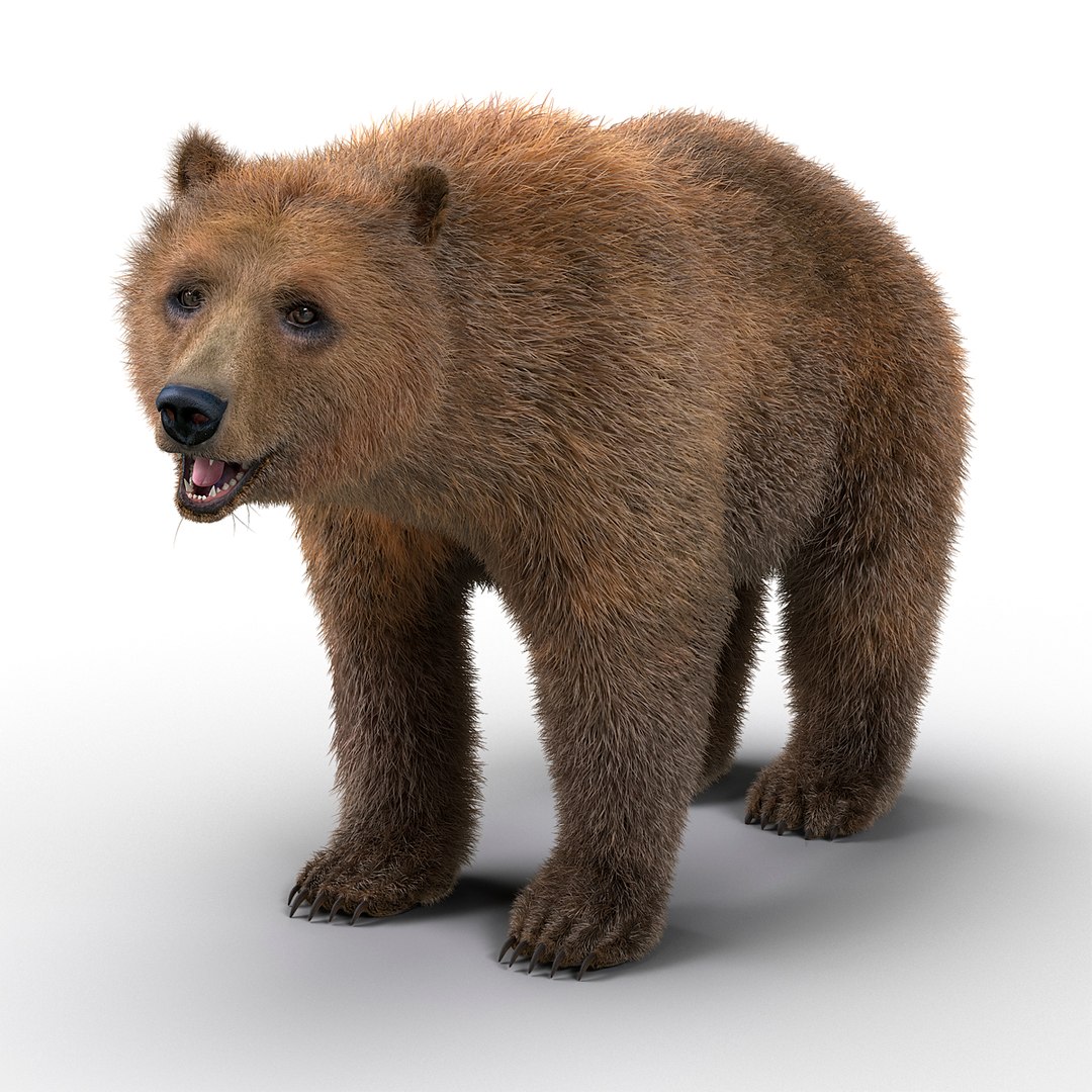 Bear Elk Rigged 3D Model - TurboSquid 1196836