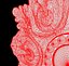 Carving Rosete Cartouches SET