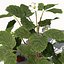 XfrogPlants Agricultura