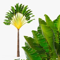 Ravenala Madagascariensis Palm Green