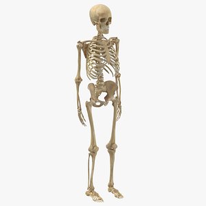 Real Human Male Skeleton Bones Anatomy 01
