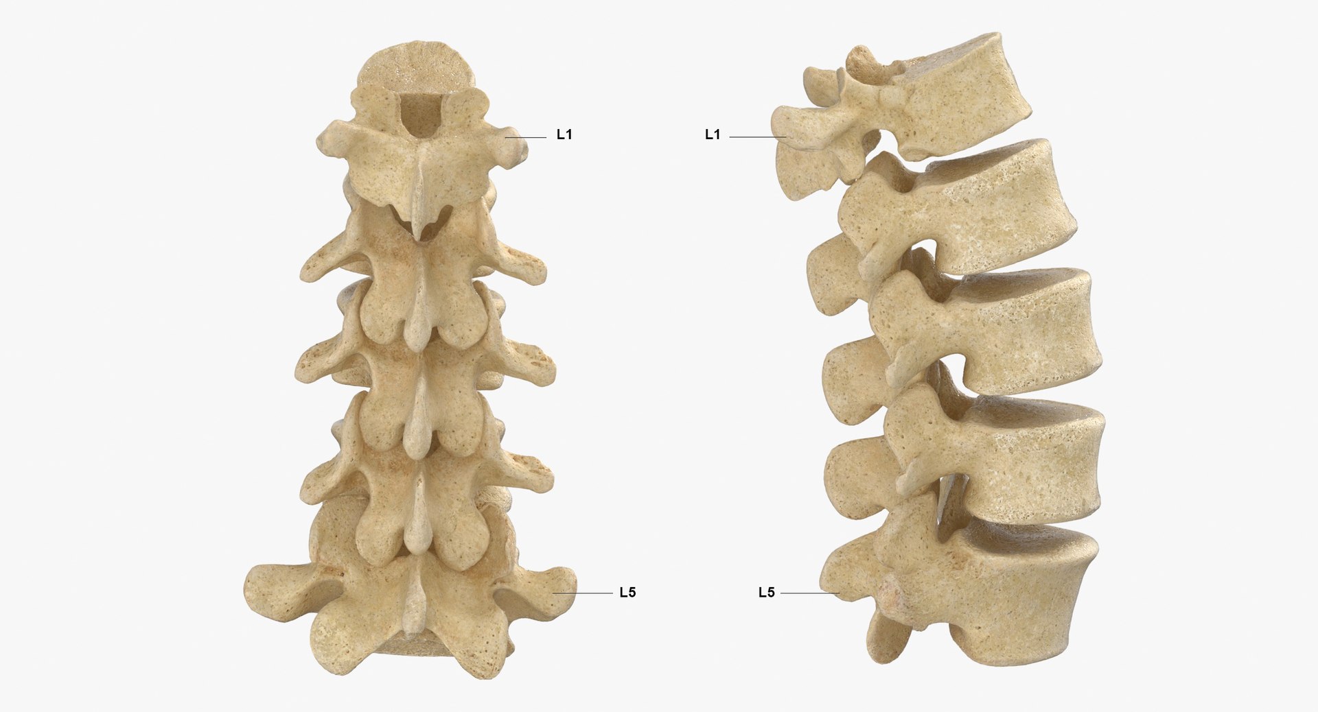 Spine 505 модель