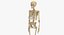 3D real human male skeleton bones