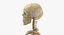 3D real human male skeleton bones