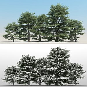 5 Cedrus Libani Trees with snow