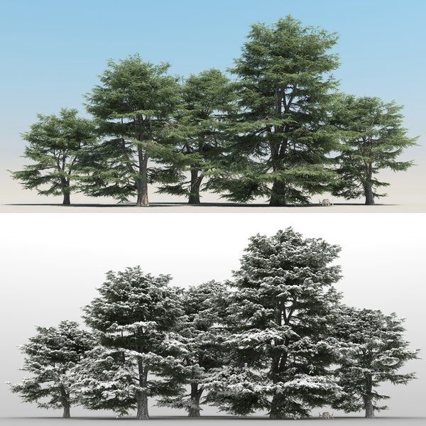 3d model blue atlas cedar cedrus