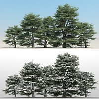 5 Cedrus Libani Trees with snow