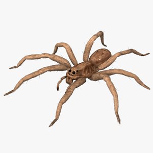 3d model lycosa tarantula wolf spider animation