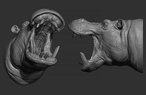 Hippopotamus head 3D model