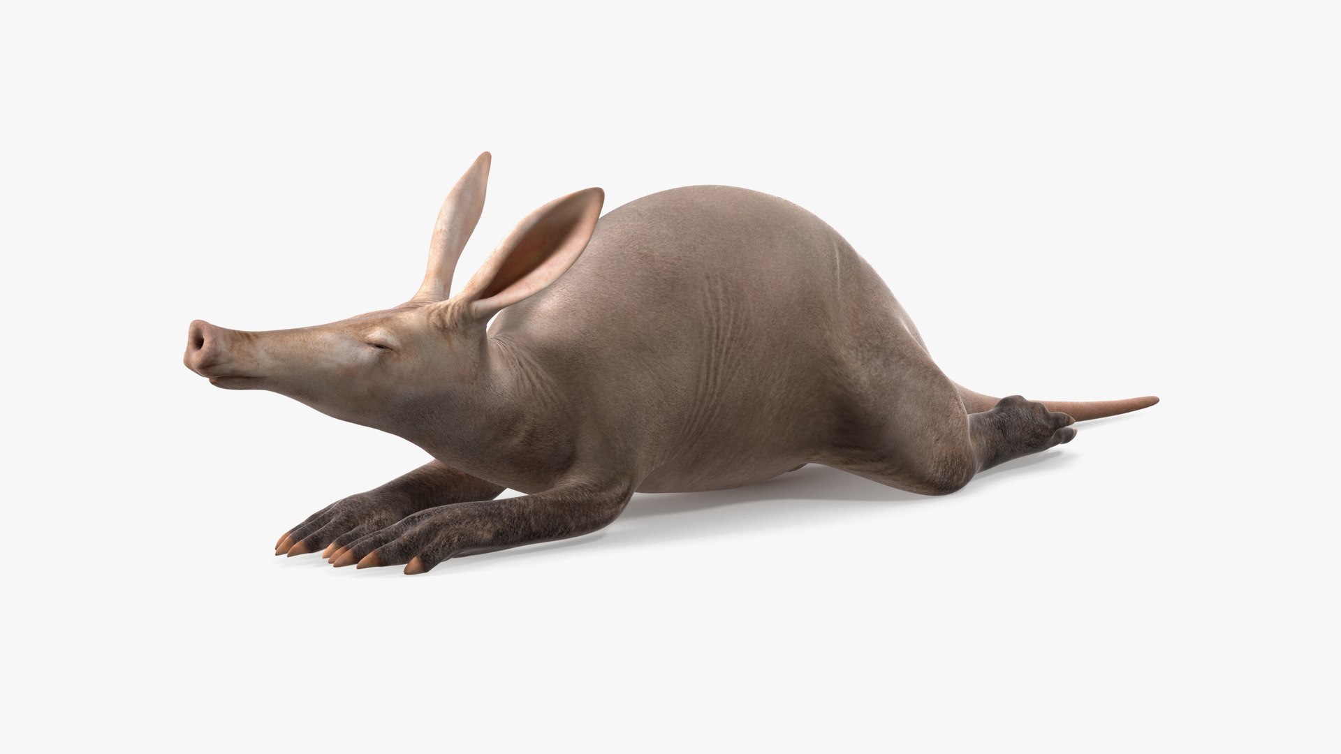 African Animals Rigged for Maya Collection 2 3D model https://p.turbosquid.com/ts-thumb/Ez/HWjfFa/rF/orycteropusaferriggedformayavray3dmodel049/jpg/1715175454/1920x1080/fit_q87/f19435500a45eb66a36b93fb3f0341a08645ba17/orycteropusaferriggedformayavray3dmodel049.jpg
