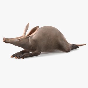 Orycteropus Afer Rigged for Maya 3D model