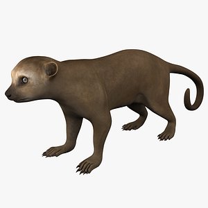 Kinkajou Rigged