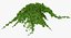 3D ivy hanging greenery bushes model