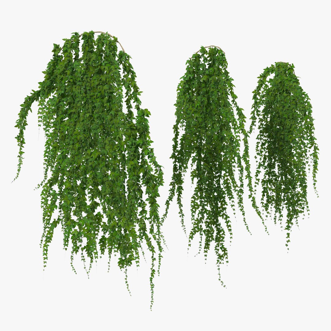 3D ivy hanging greenery bushes model https://p.turbosquid.com/ts-thumb/Ez/M6QtK2/t803tBDA/ivyhanginggreenerybushesc4dmodel000/jpg/1560828582/1920x1080/fit_q87/a93356c721d35508bfd57b10a3a3cd5d1551acf4/ivyhanginggreenerybushesc4dmodel000.jpg