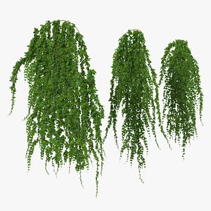 Ivy Hanging Greenery Bushes