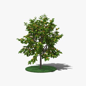 Apricot Tree 3D model