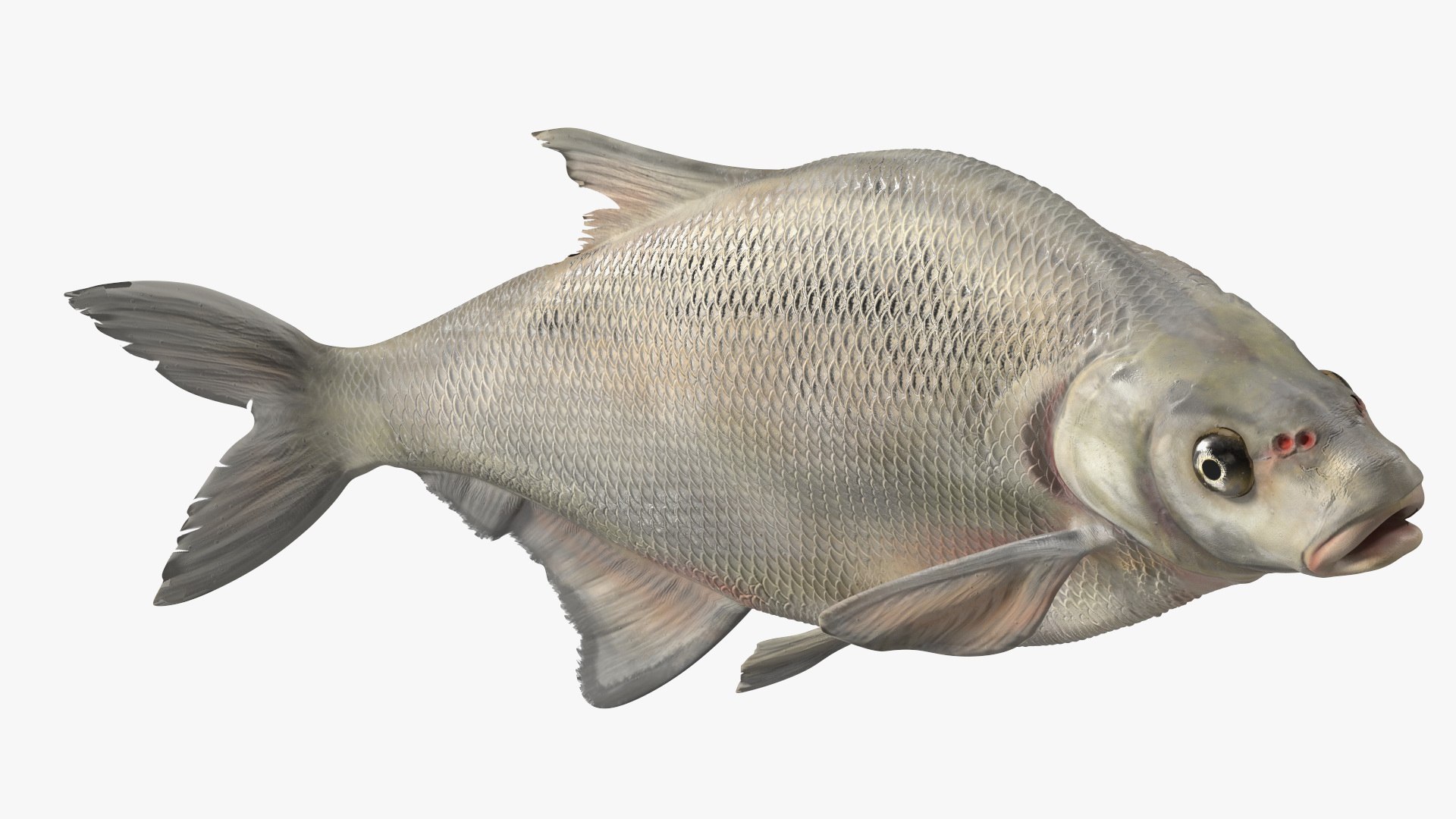 Silver Bream Fish Swimming 3D model - TurboSquid 2155763