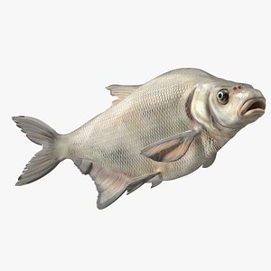 Silver Bream Fish Swimming