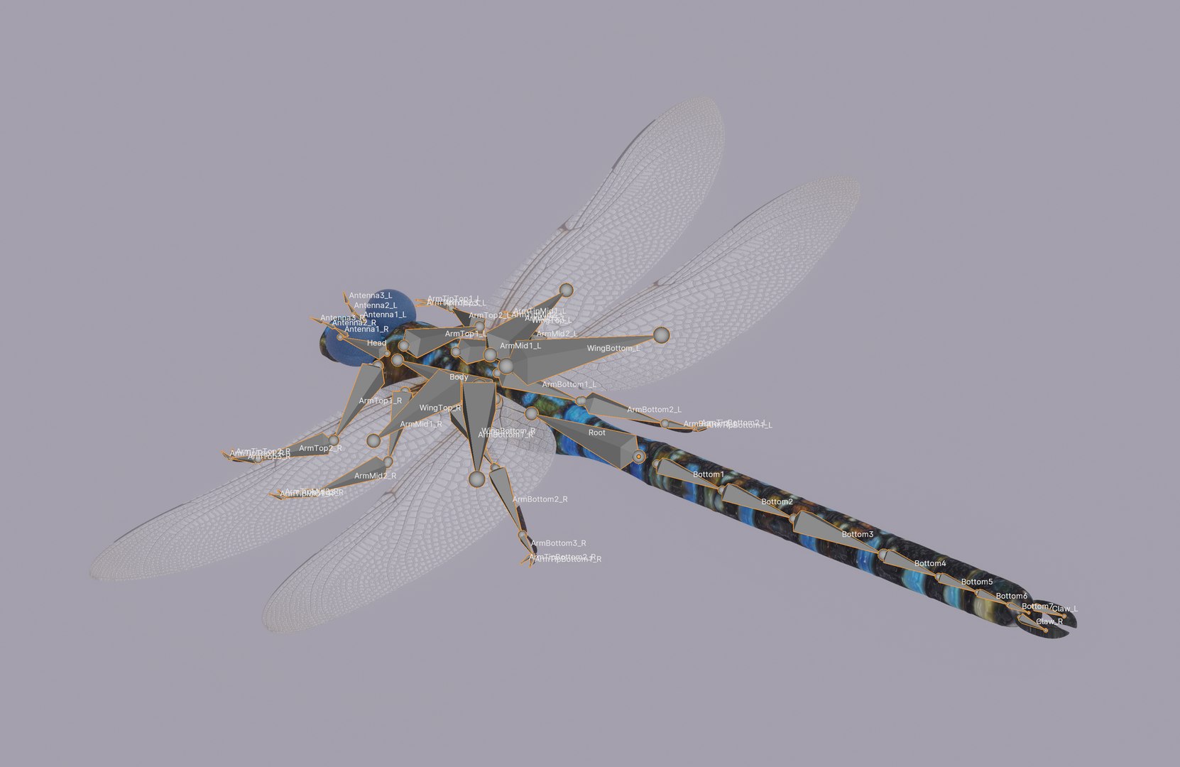 3D Dragonfly Model - TurboSquid 2197455