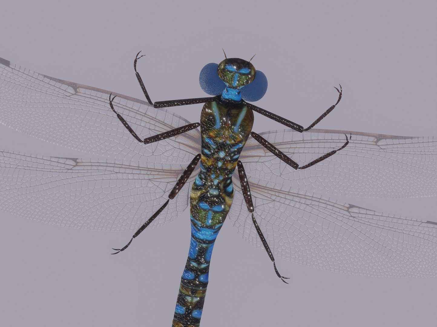 3D Dragonfly Model - TurboSquid 2197455