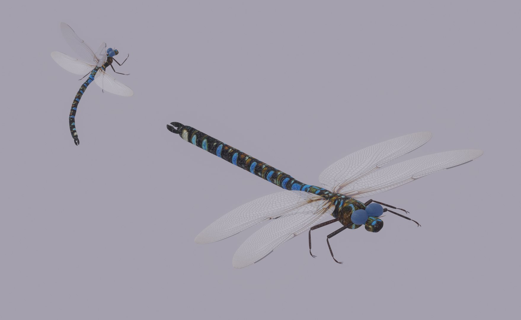 3D Dragonfly Model - TurboSquid 2197455
