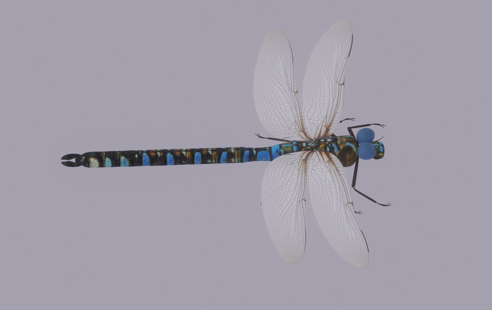 3D Dragonfly Model - TurboSquid 2197455