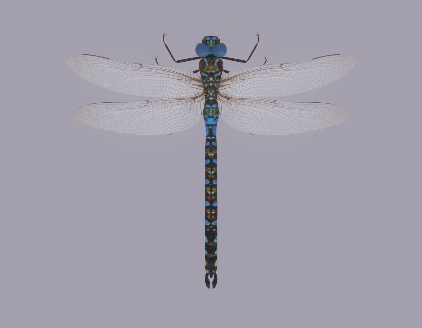 3D Dragonfly Model - TurboSquid 2197455
