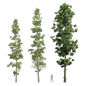 3D Sphaeropteris Lepifera and Pinus Palustris