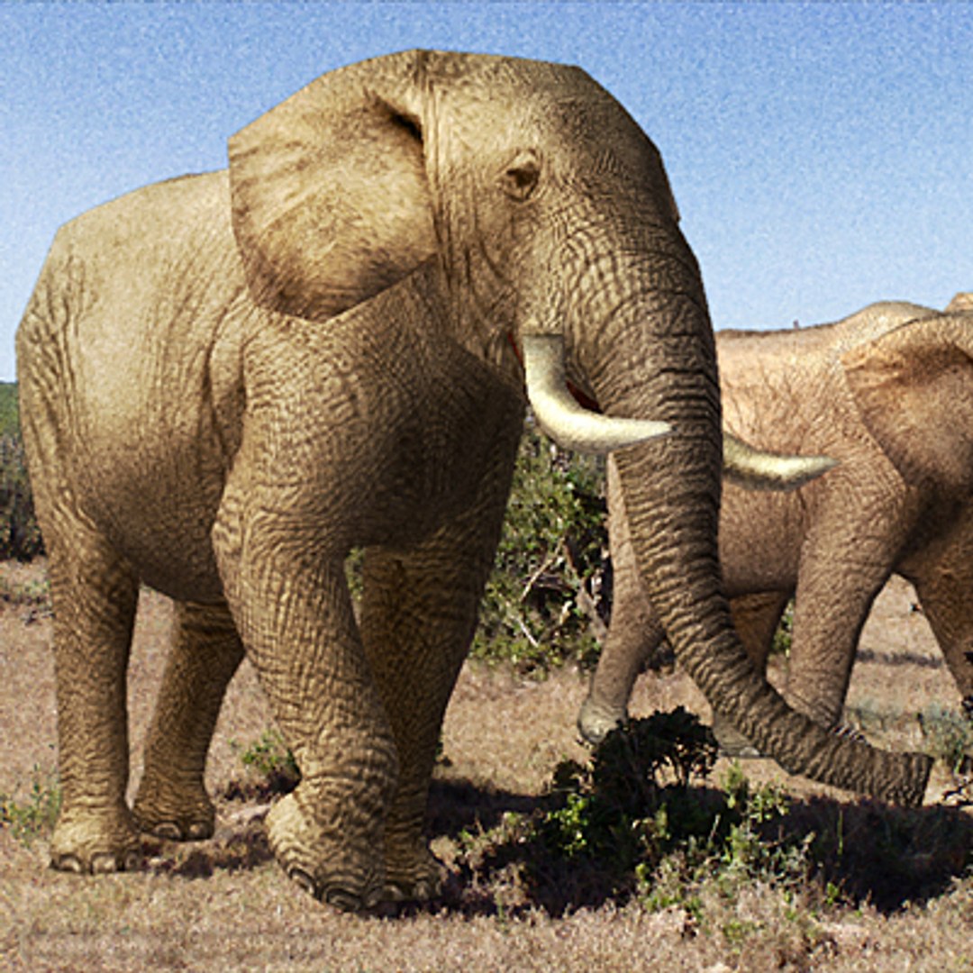 3d elephant 01 https://p.turbosquid.com/ts-thumb/Ez/f8jDxM/UZtnvk5D/elephant00/jpg/1181554019/1920x1080/fit_q87/bffaa83c732c575affc7a36fecbc094b93f31ff8/elephant00.jpg